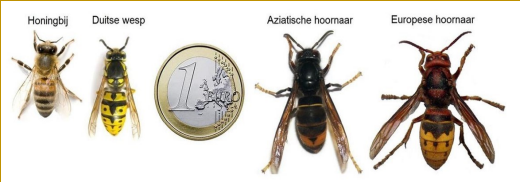 Herkenning Aziatische hoornaar